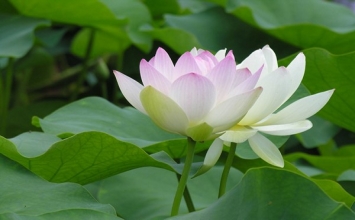 Phật dạy tu trong lúc mua bán kinh doanh